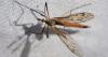 Tipula sp.